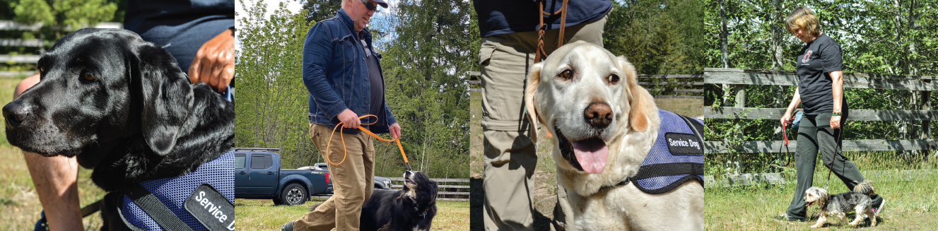 pictures of the Trainers and Dogs in action