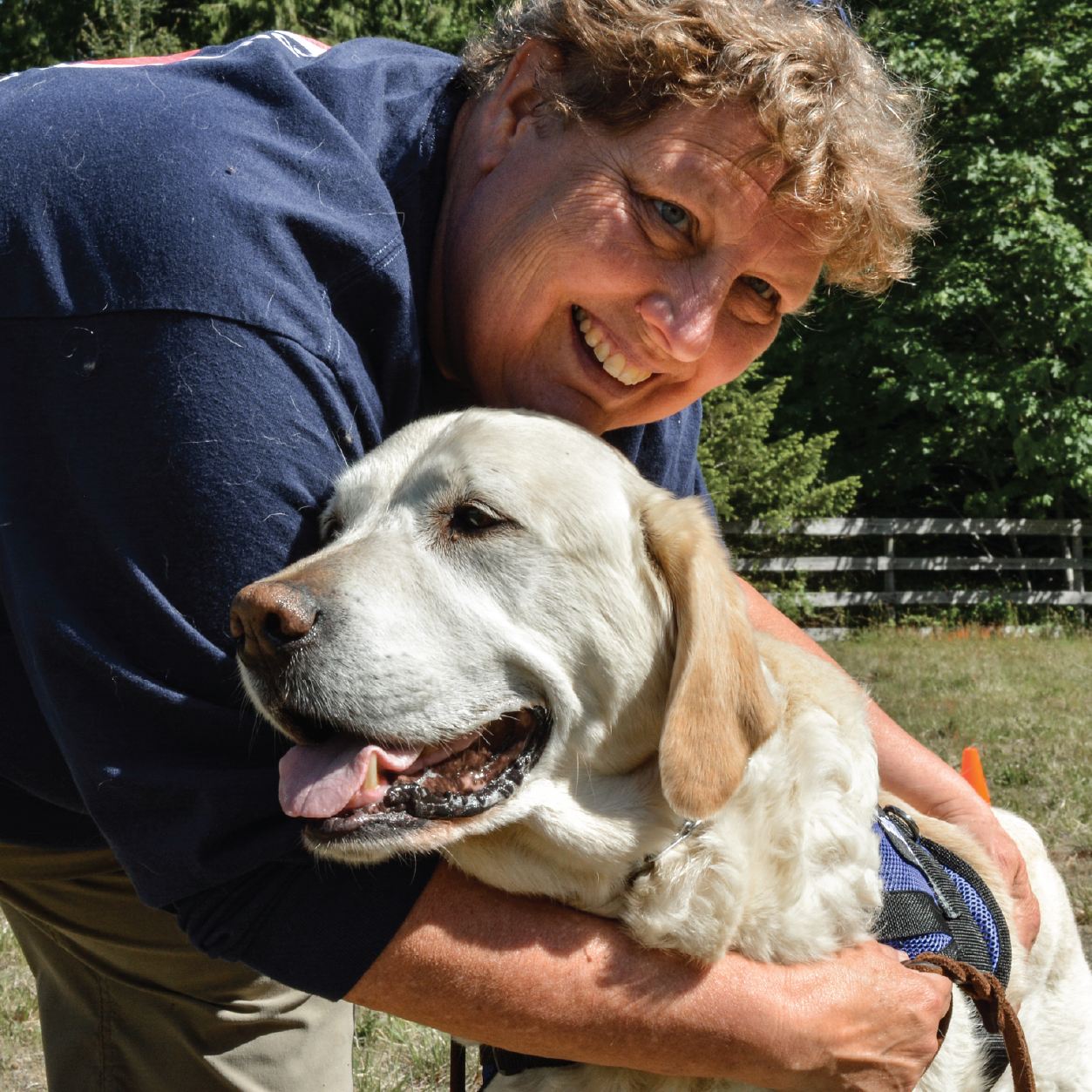 Panting golden dog in a service vest