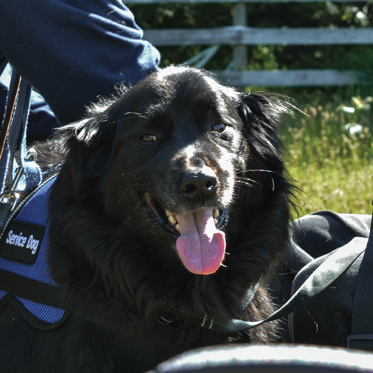 Happy black dog wearing a service vest